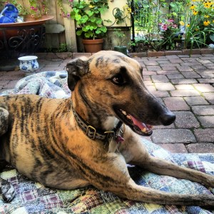 greyhound, rescued,
