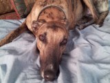 “The Boy” has cabin fever! (rescued greyhound in&nbsp;winter)