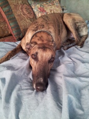 greyhound, rescued greyhound, Salem MA, New England, winter