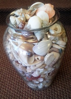 Saturday Socks, seashells, Lifebridge, Thrift Store, Salem MA, Hey Sadie Mae